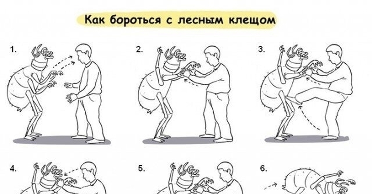 Как побороть клеща картинка