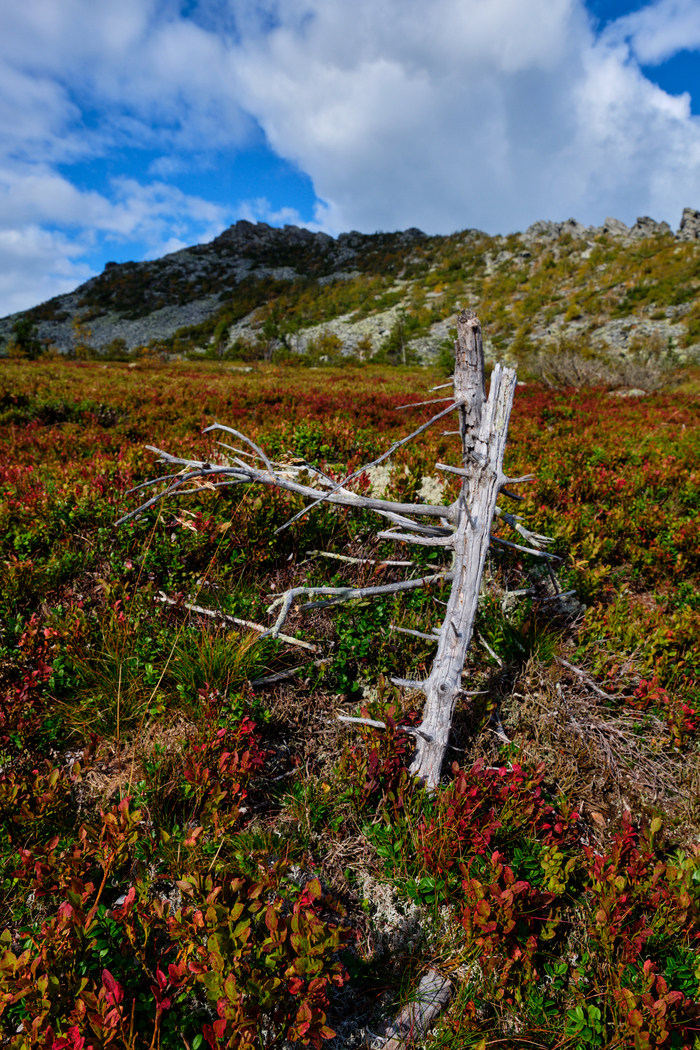 Начало осени в горной тундре