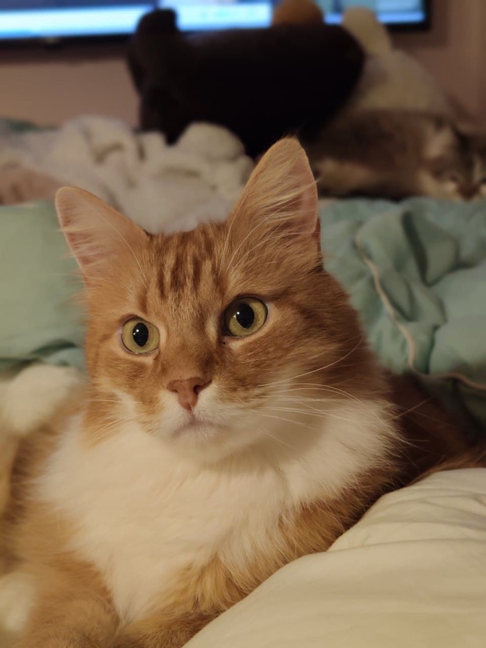 ������ ��������� ����� ����� ��� ����, ���