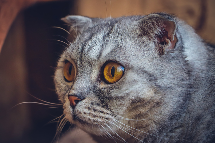 что такое тыгыдык у кошек. Смотреть фото что такое тыгыдык у кошек. Смотреть картинку что такое тыгыдык у кошек. Картинка про что такое тыгыдык у кошек. Фото что такое тыгыдык у кошек
