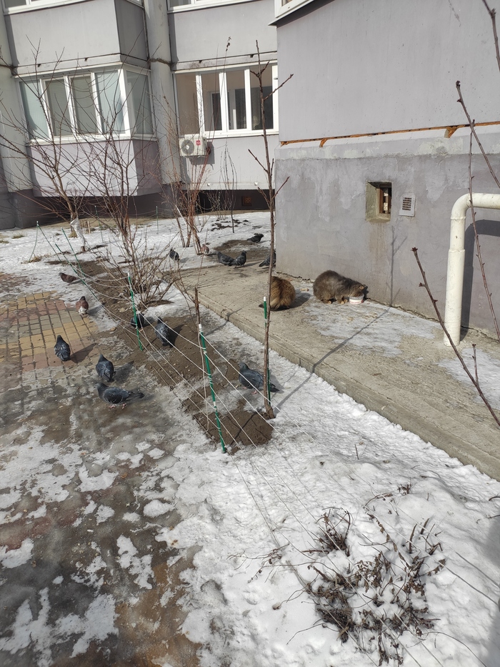 Неправильные коты