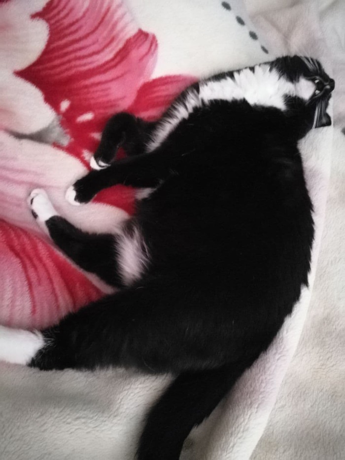 Наелся и спит