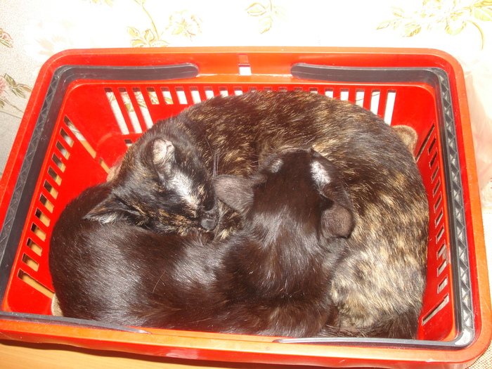 Два кота. Два хвоста©