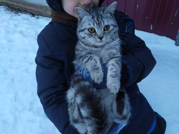 Иваново, ищет дом кот