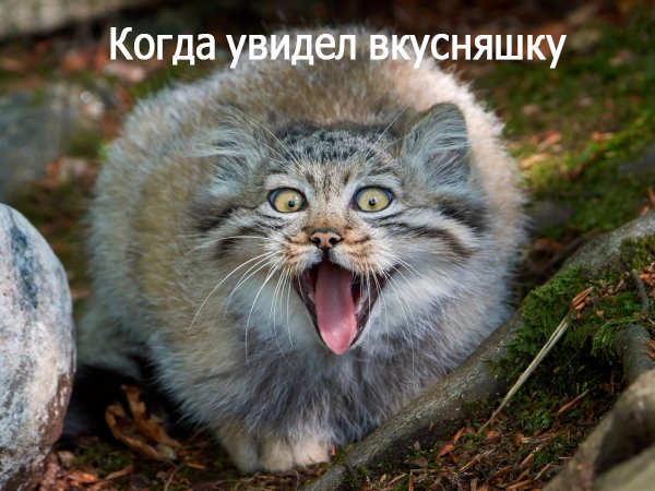  ))
