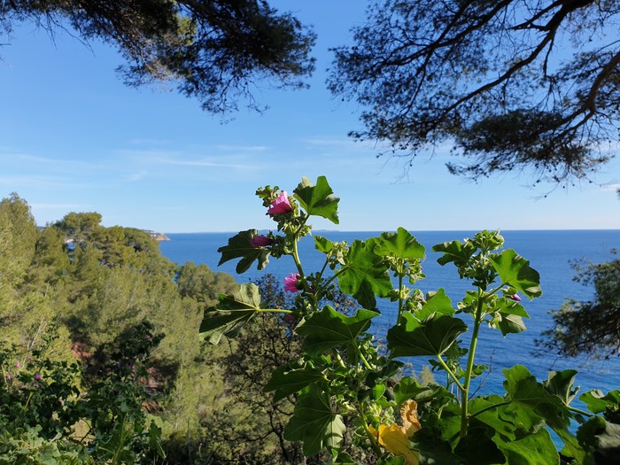 Дикая мальва над морем