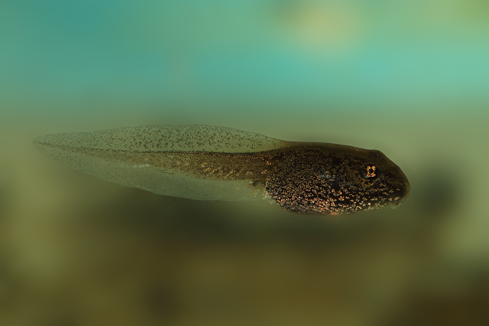 курица с зубами и хвостом. Смотреть фото курица с зубами и хвостом. Смотреть картинку курица с зубами и хвостом. Картинка про курица с зубами и хвостом. Фото курица с зубами и хвостом курица с зубами и хвостом. Смотреть фото курица с зубами и хвостом. Смотреть картинку курица с зубами и хвостом. Картинка про курица с зубами и хвостом. Фото курица с зубами и хвостом