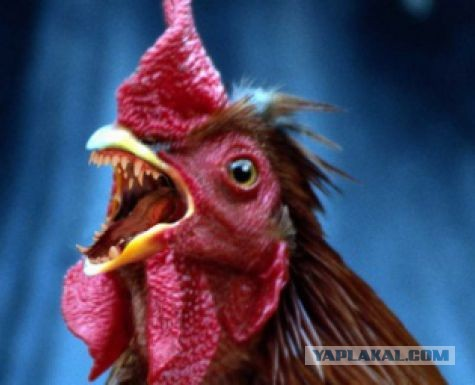 курица с зубами и хвостом. Смотреть фото курица с зубами и хвостом. Смотреть картинку курица с зубами и хвостом. Картинка про курица с зубами и хвостом. Фото курица с зубами и хвостом курица с зубами и хвостом. Смотреть фото курица с зубами и хвостом. Смотреть картинку курица с зубами и хвостом. Картинка про курица с зубами и хвостом. Фото курица с зубами и хвостом