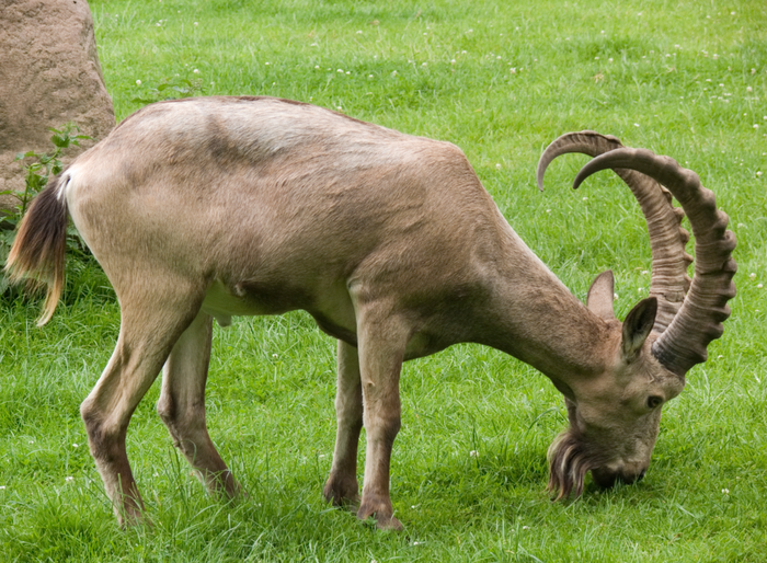 курица с зубами и хвостом. Смотреть фото курица с зубами и хвостом. Смотреть картинку курица с зубами и хвостом. Картинка про курица с зубами и хвостом. Фото курица с зубами и хвостом курица с зубами и хвостом. Смотреть фото курица с зубами и хвостом. Смотреть картинку курица с зубами и хвостом. Картинка про курица с зубами и хвостом. Фото курица с зубами и хвостом