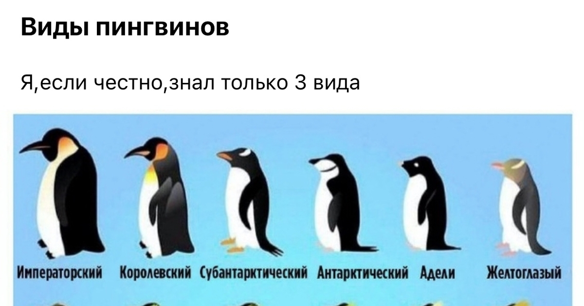 Виды ну. Название пингвинов. Виды пингвинов на русском. Пингвины таблица. Пингвины разных пород.