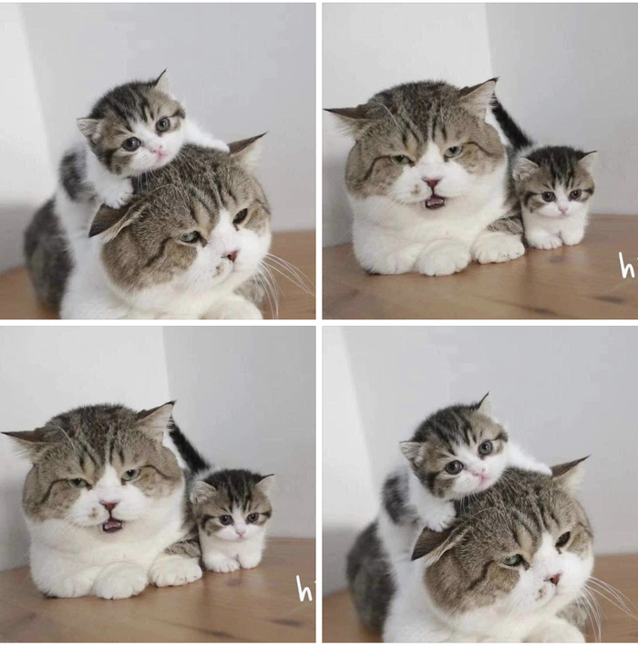 Как сделать красивую фотку кошки