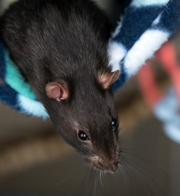 Портрет моего крыса