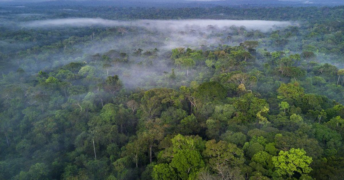 Amazon rainforest. Леса центральной Амазонии Бразилия. Камерун тропические Лесса. Амазония самый большой в мире тропический лес,.