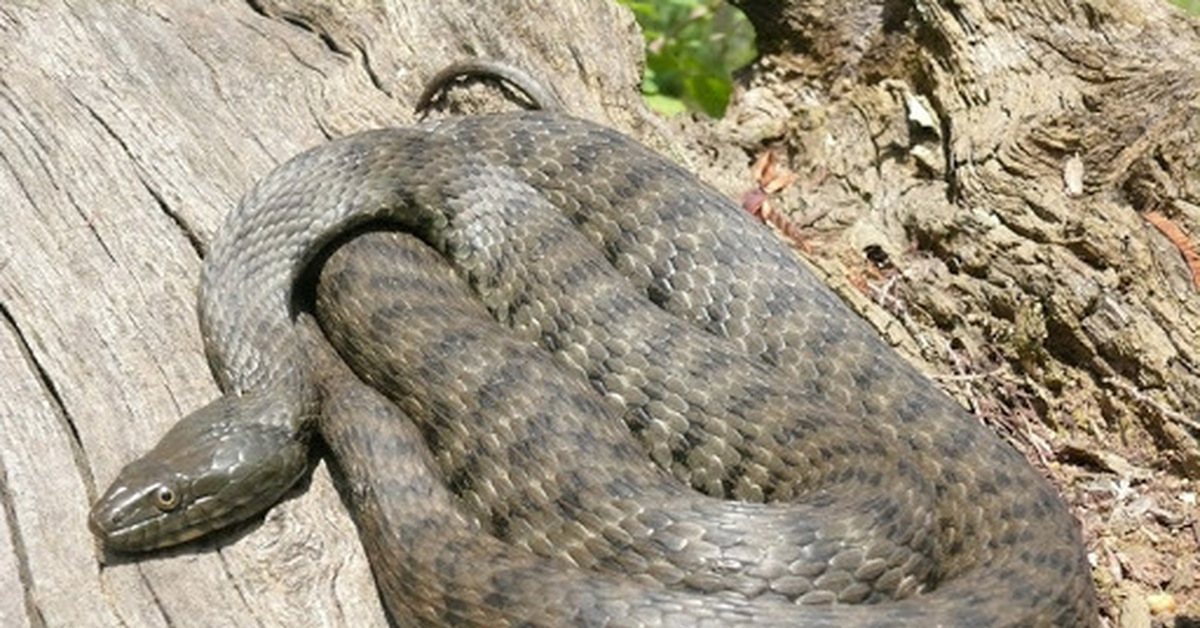 Природа уж. Водяной уж (Natrix tessellata). Змея шахматная гадюка. Водяной уж и шахматная гадюка. Шахматная гадюка Кавказская.