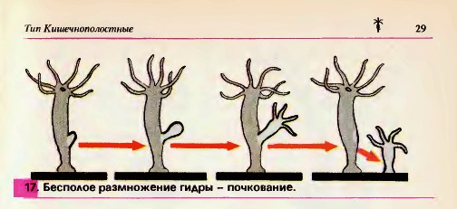 Что будет если не спать неделю можно ли умереть