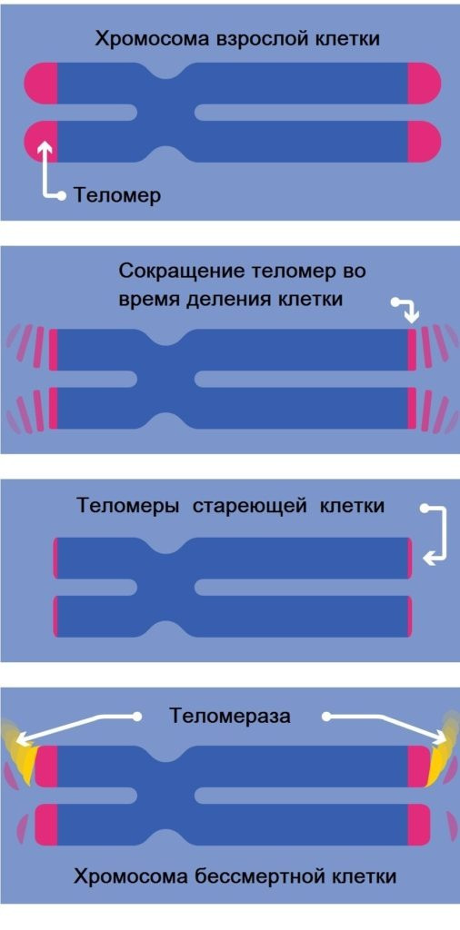 Что будет если не спать неделю можно ли умереть