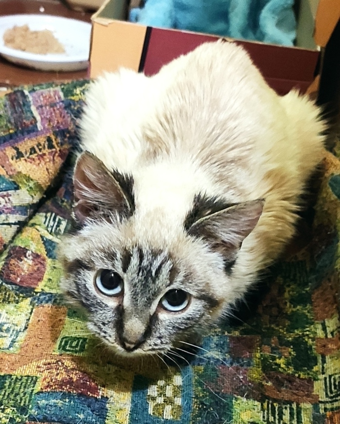 кошка после прививки вялая и спит что делать. Смотреть фото кошка после прививки вялая и спит что делать. Смотреть картинку кошка после прививки вялая и спит что делать. Картинка про кошка после прививки вялая и спит что делать. Фото кошка после прививки вялая и спит что делать