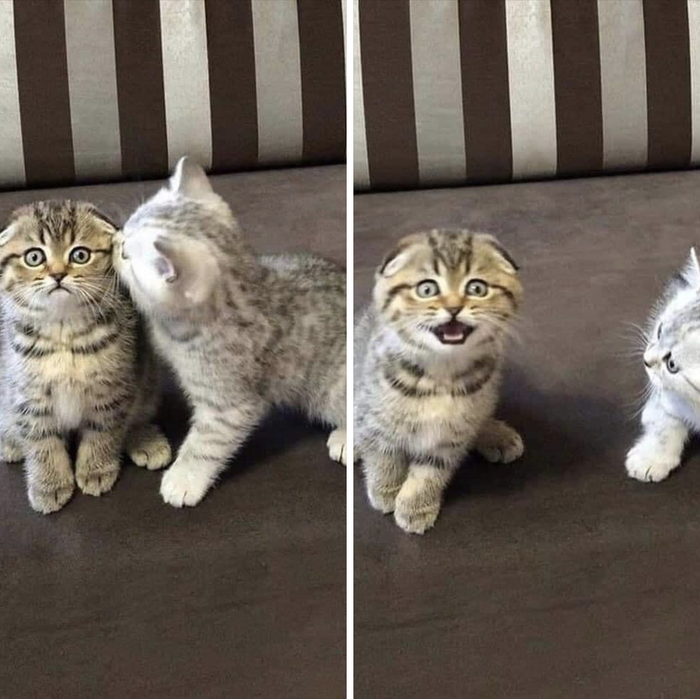 Как сделать красивую фотку кошки