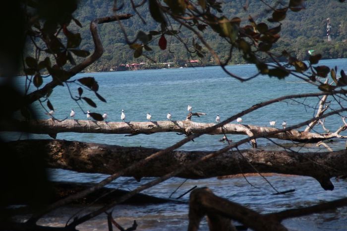 Коста Рика (декабрь 2019) Коста-Рика, Путешествия, Длиннопост