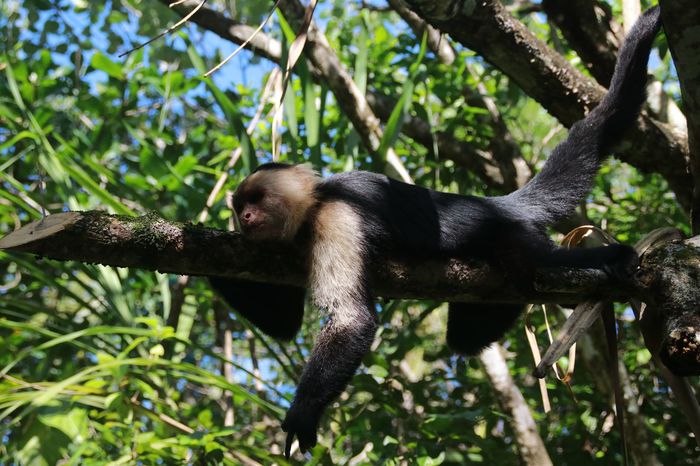 Коста Рика (декабрь 2019) Коста-Рика, Путешествия, Длиннопост