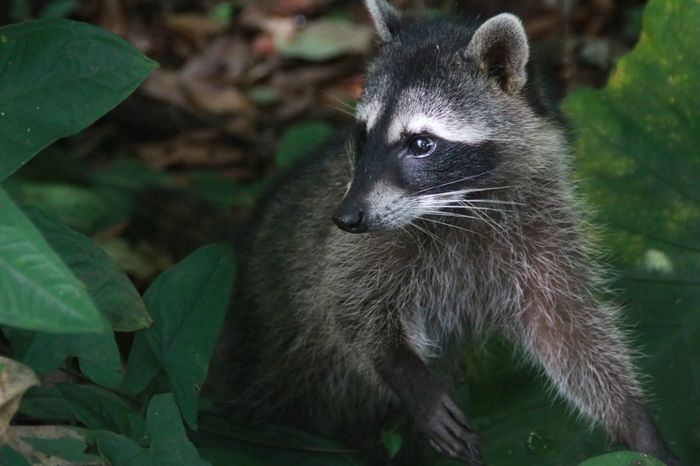 Коста Рика (декабрь 2019) Коста-Рика, Путешествия, Длиннопост