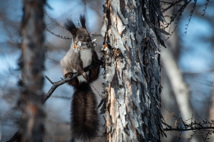 Дочирикалась