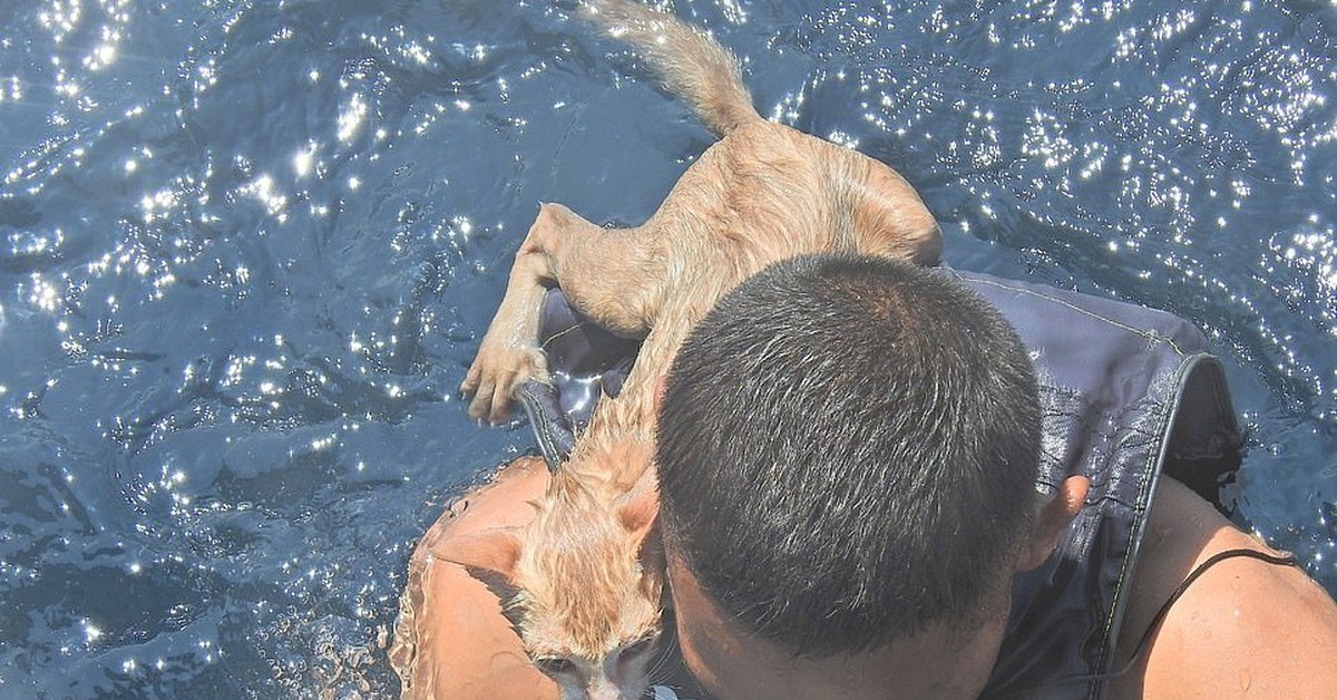В тайланде утонула в бассейне. Спасение морских животных. Моряк спасает тонущего. Спасение моряков.