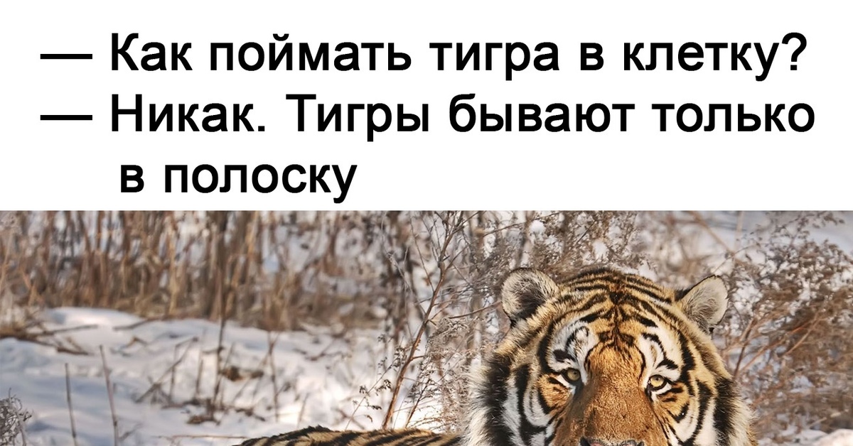 Как поймать тигра в клетку ответ. Тигр юмор. Год тигра юмор. Анекдоты про тигров. Юмор про тигра.