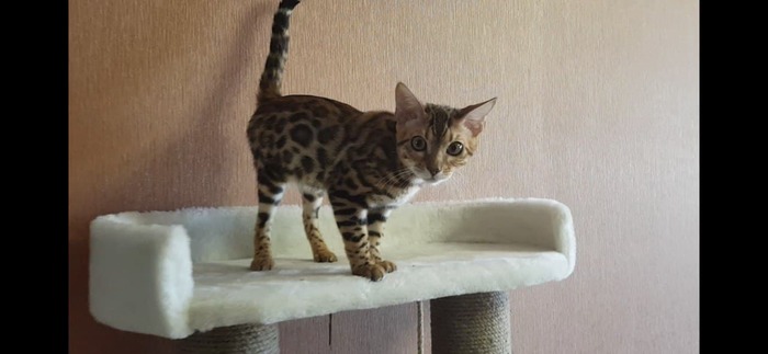 Мой кот Банан Кот, Бенгальская кошка, Длиннопост
