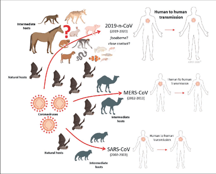 Ответ на пост «Незваная гостья» Летучая мышь, Млекопитающие, Крылья, Болезнь, Ответ на пост, Длиннопост