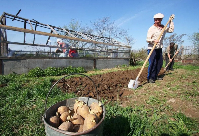 Российских дачников обяжут жертвовать 20% урожая картофеля в качестве гуманитарной помощь Белоруссии