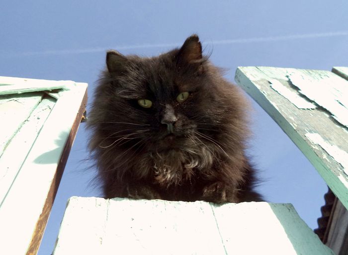 ����������� ���