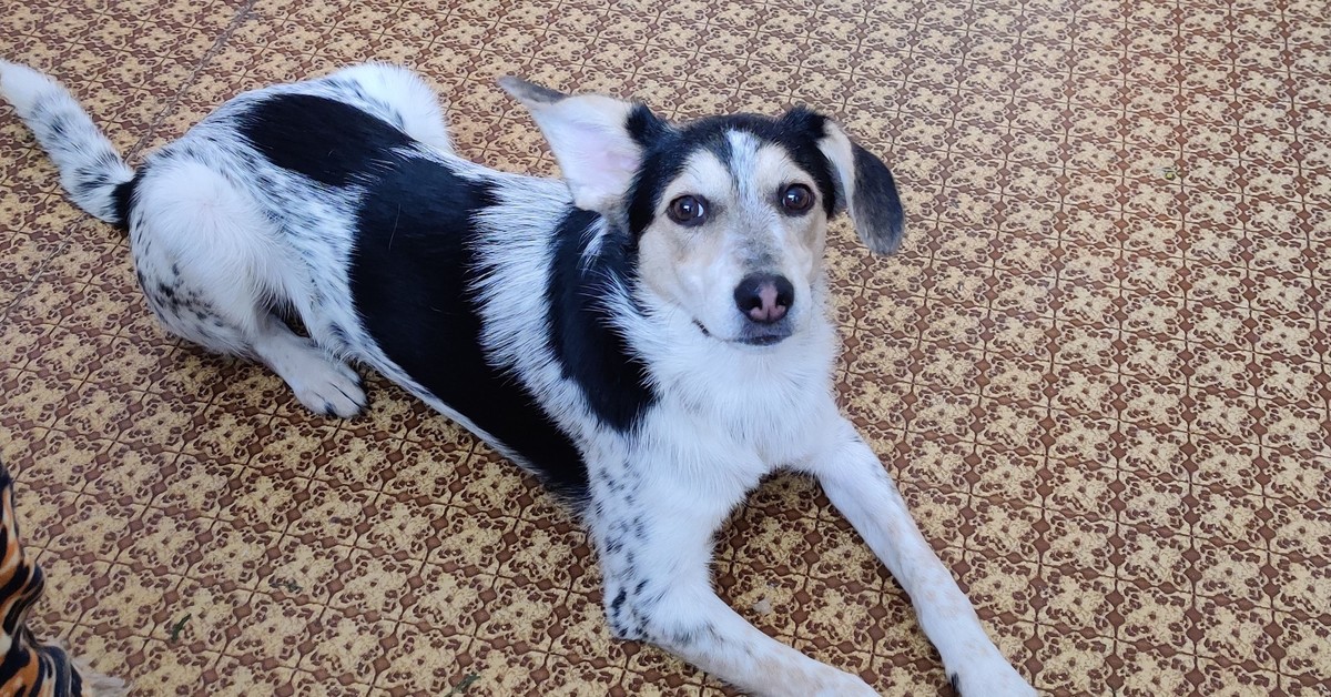 собака в добрые руки в орле. собака в добрые руки в орле. барбос порода.