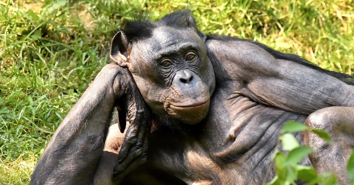 Карликовый шимпанзе 6. Bonobo обезьяны. Приматы бонобо. Обезьяна шимпанзе бонобо. Карликовые шимпанзе бонобо.