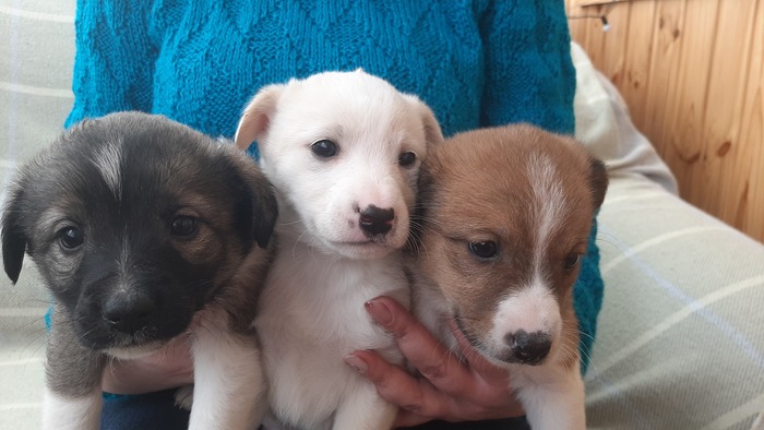 Троим щенкам нужен дом, Луганская область