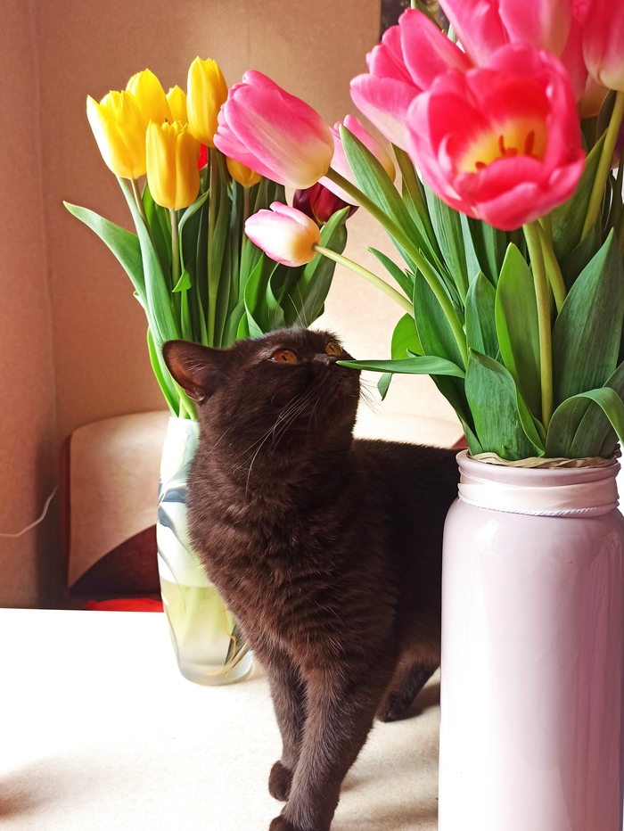 ������� ������������