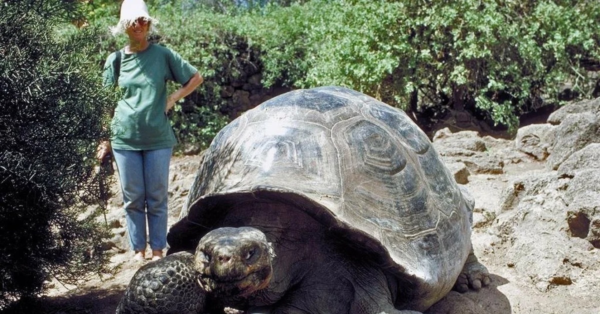 Черепахи живут 300. Галапагосская черепаха. Галапагосская слоновая черепаха. Галапагосская черепаха аквадон. Гигантские черепахи с Галапагосских островов.
