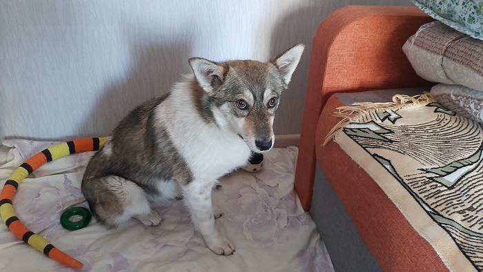 Красавица Леся в поисках дома, Луганская область