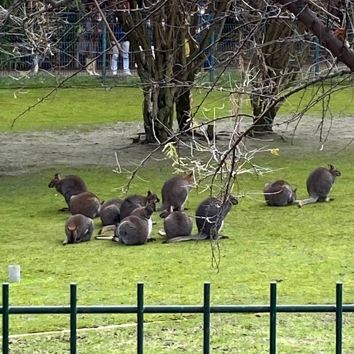 Знаменитые французские кенгуру в парке в центре Парижа