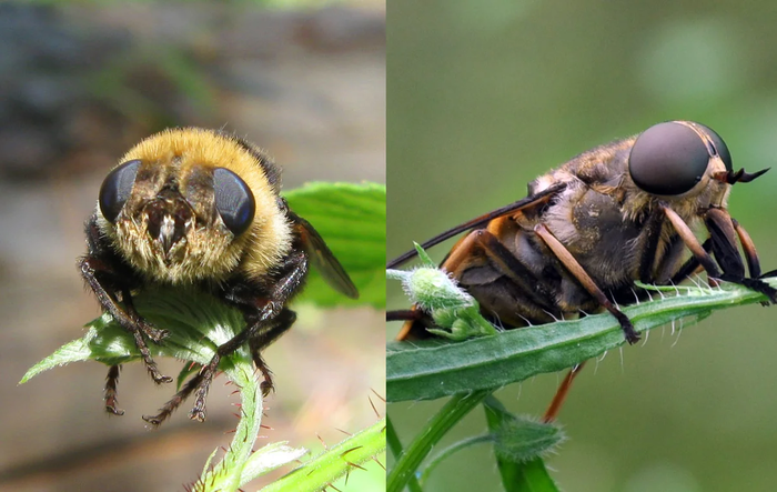 Овод насекомое и слепень разница фото