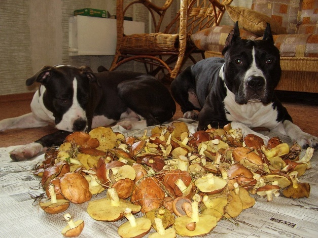 ПРО ДЖОКЕРА, АГАШУ И БУСИНКУ (Из воспоминаний собаковода-любителя). Часть 45