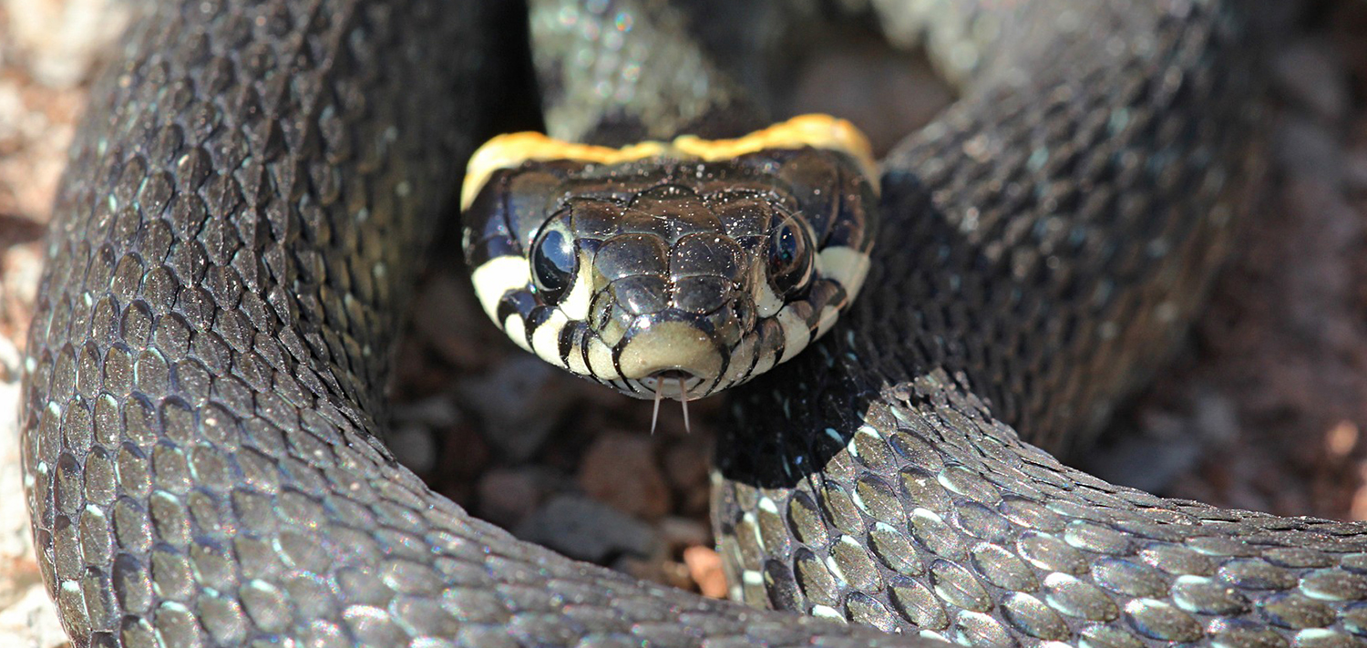 Черная с желтыми пятнами на голове. Уж обыкновенный - змея неядовитая. Обыкновенный уж Natrix Natrix. Гадюка полоз уж. Обыкновенный уж (Natrix Natrix l.).