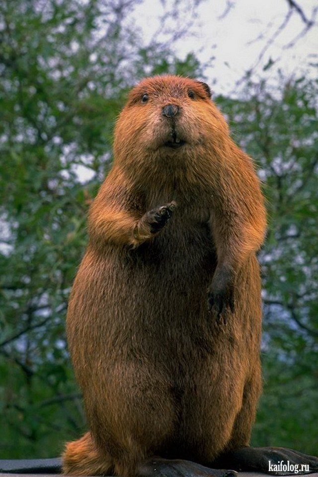 ������ � �������� � �����-����������