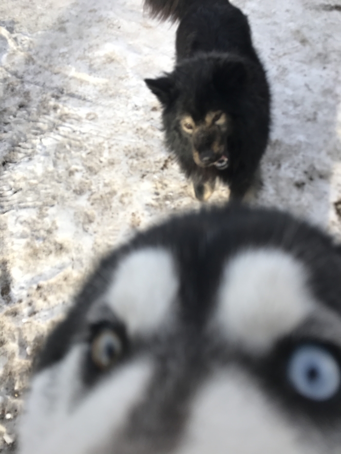 Жопный кусь