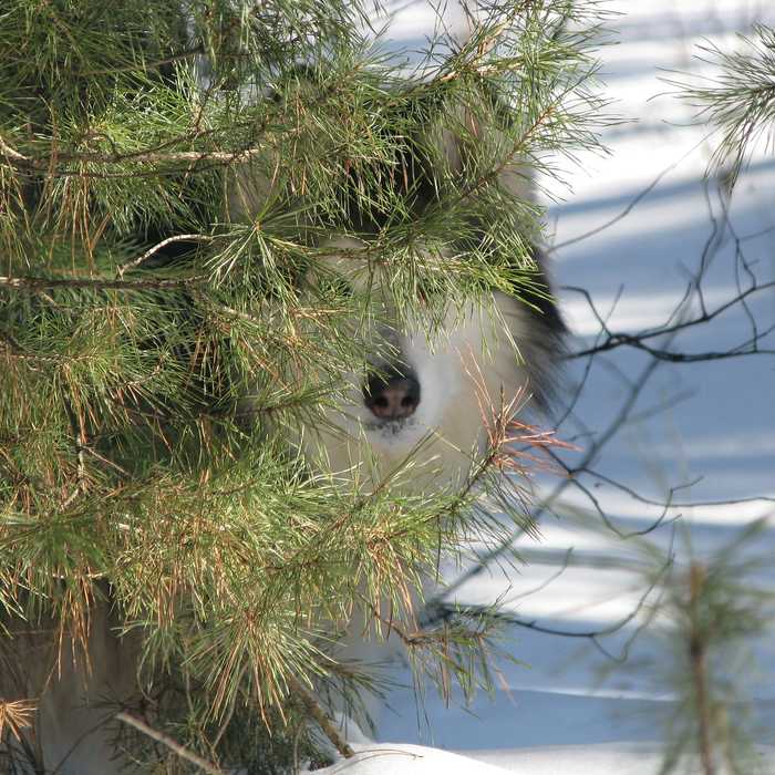 ��� ��������