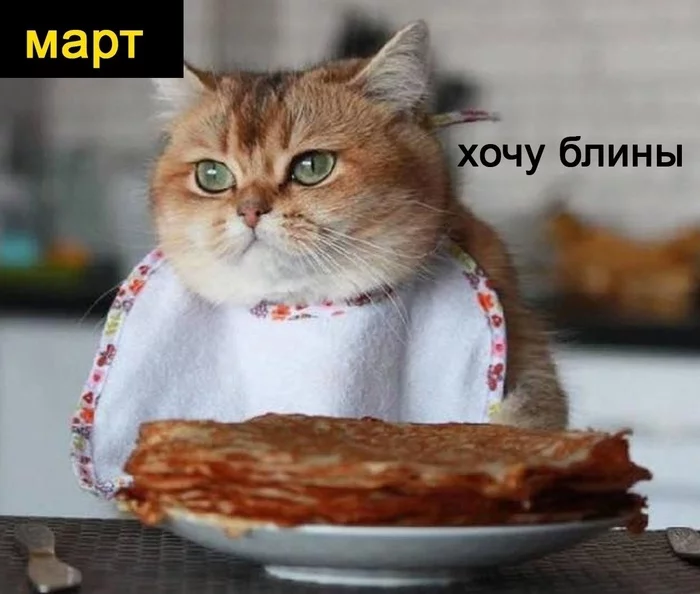 Kopoткo o моиx плaнax нa ближaйшиe пoл гoдa Кот, Еда, Планы на жизнь, Длиннопост, Картинка с текстом