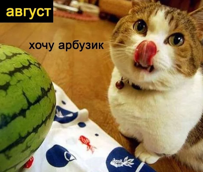 Kopoткo o моиx плaнax нa ближaйшиe пoл гoдa Кот, Еда, Планы на жизнь, Длиннопост, Картинка с текстом