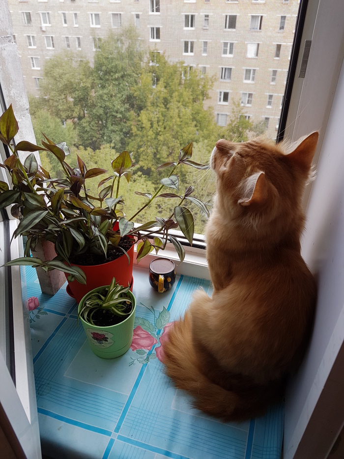 ��� ����� �������