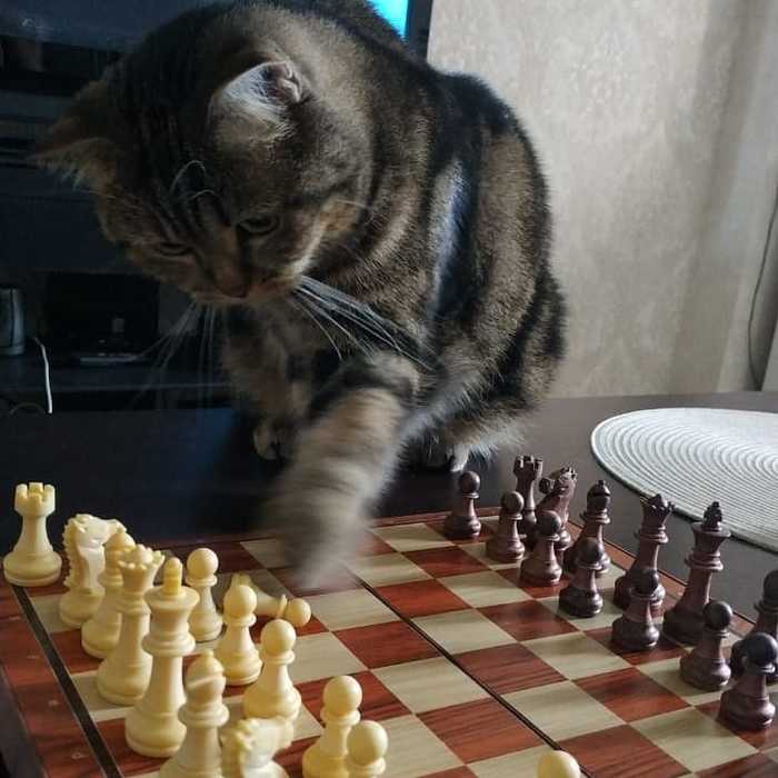   ,  