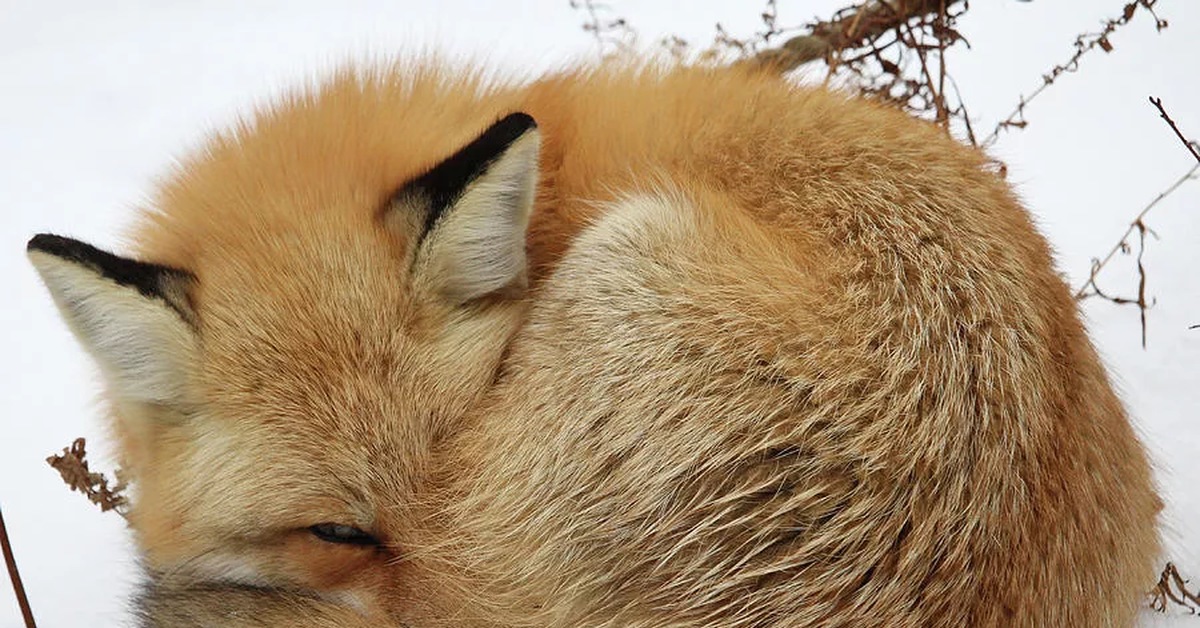 Почему животные спят клубком. Спящие лисы. Лисенок клубочком.